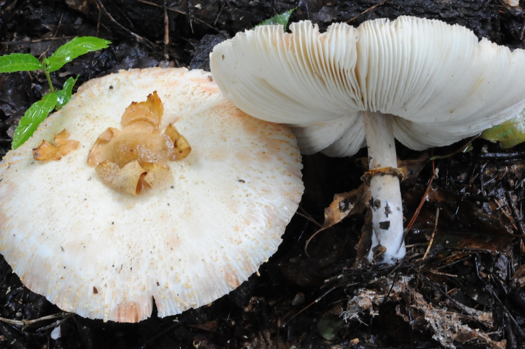 독버섯의 일종인 흰갈대버섯
