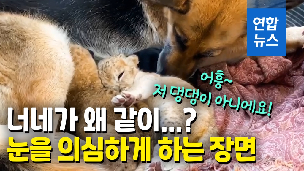 [영상] 버려진 사자 새끼 돌보는 기특한 개…'사자 엄마 됐어요' - 2
