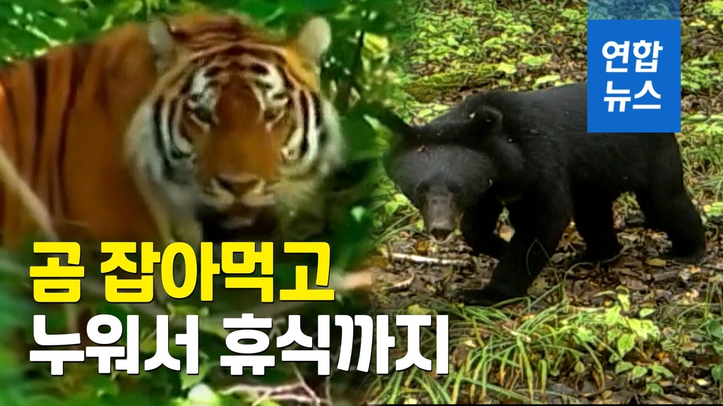 "백두산 호랑이, 곰 잡아먹고 휴식까지"…중국서 흔적 발견 [영상] - 2