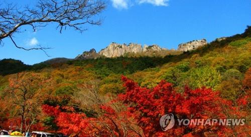 내장산 서래봉 단풍