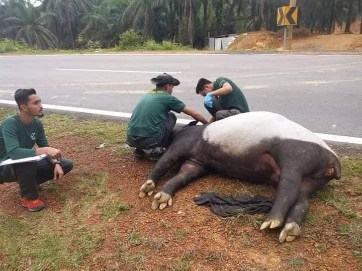 돼지 닮은 멸종위기종 '테이퍼' 말레이서 교통사고 잇따라