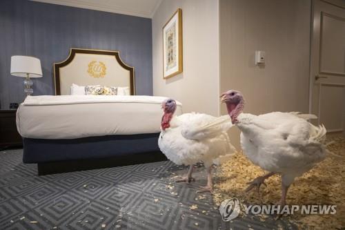 작년 추수감사절 사면식 앞두고 호텔에 묵은 칠면조들