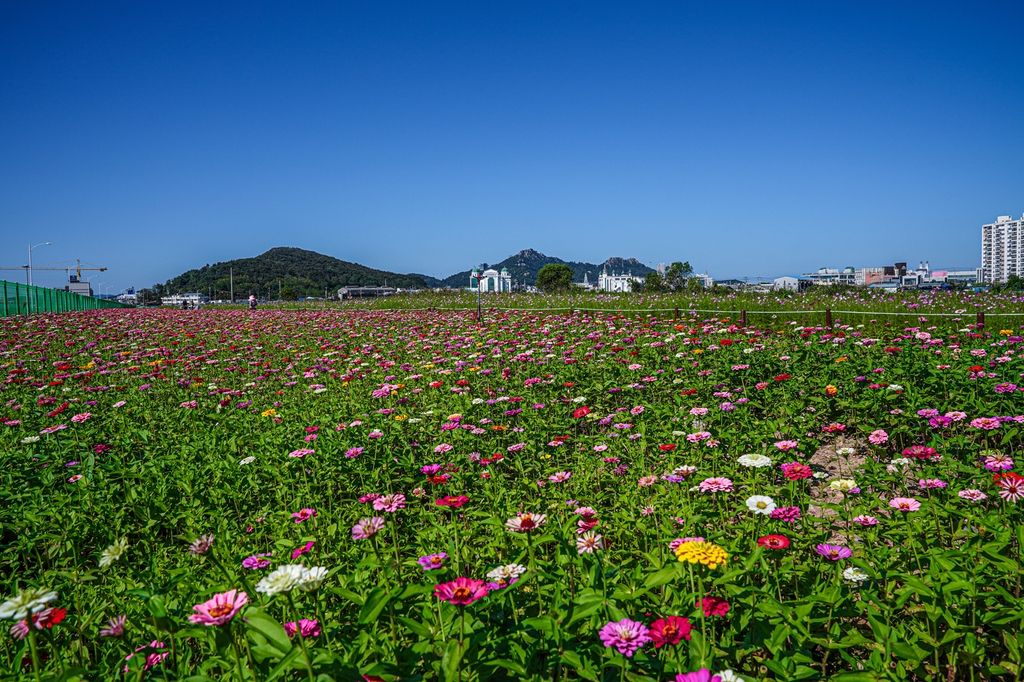 남항 꽃 정원