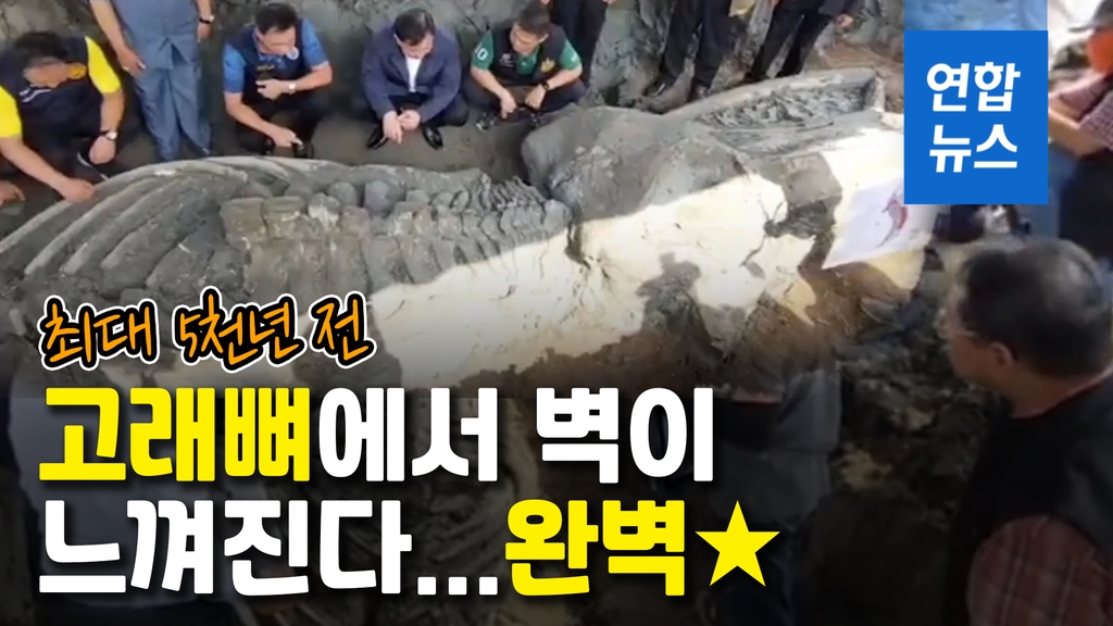 [영상] 12m 길이 '상태 완벽'…태국서 최대 5천년 전 추정 고래뼈 발견 - 2