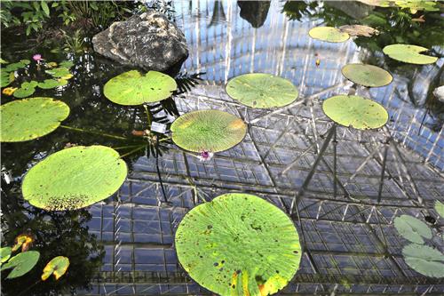열대온실 내 인공연못에서는 아마존빅토리아수련을 볼 수 있다. [사진/전수영 기자]