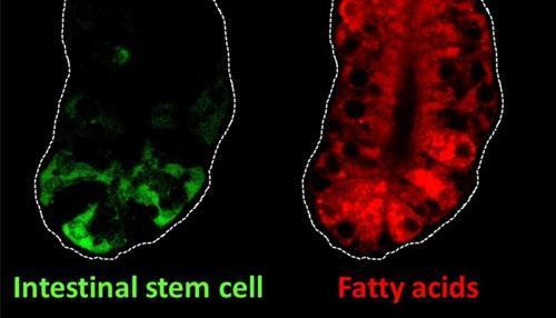 생쥐 장의 줄기세포와 지방산