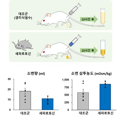 실험용 집쥐의 소변량 감소 효과