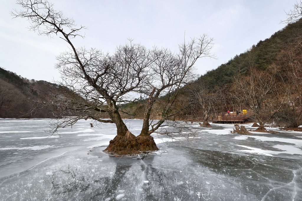 왕버들이 얼음 속에 뿌리를 박고 있는 주산지 [사진/조보희 기자]