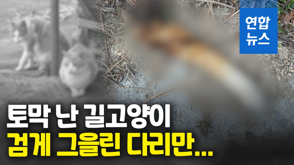 [영상] 그을린 다리만 덩그러니…부산 '길고양이 살해사건' 미스터리 - 2