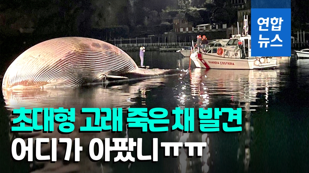 [영상] 길이 20ｍ, 무게 70t…이탈리아 연안서 거대 고래 죽은 채 발견 - 2