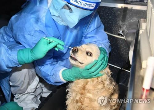 서울시, '코로나 의심' 반려동물 첫 검사 시행
