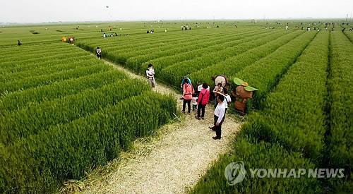 지평선 보리밭축제 행사장