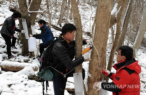 뱀사골 고로쇠 채취
