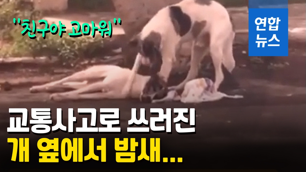 [영상] 전세계 감동시킨 강아지의 우정 "친구야 일어나" - 2