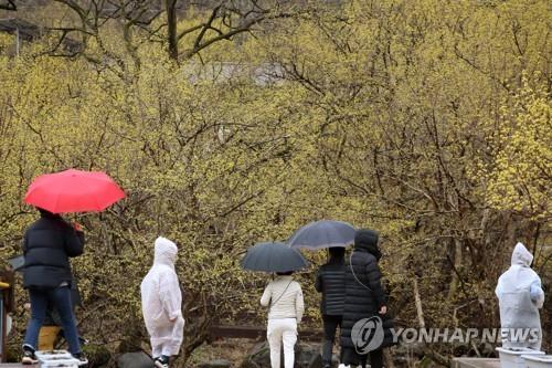 봄비 속 산수유 구경