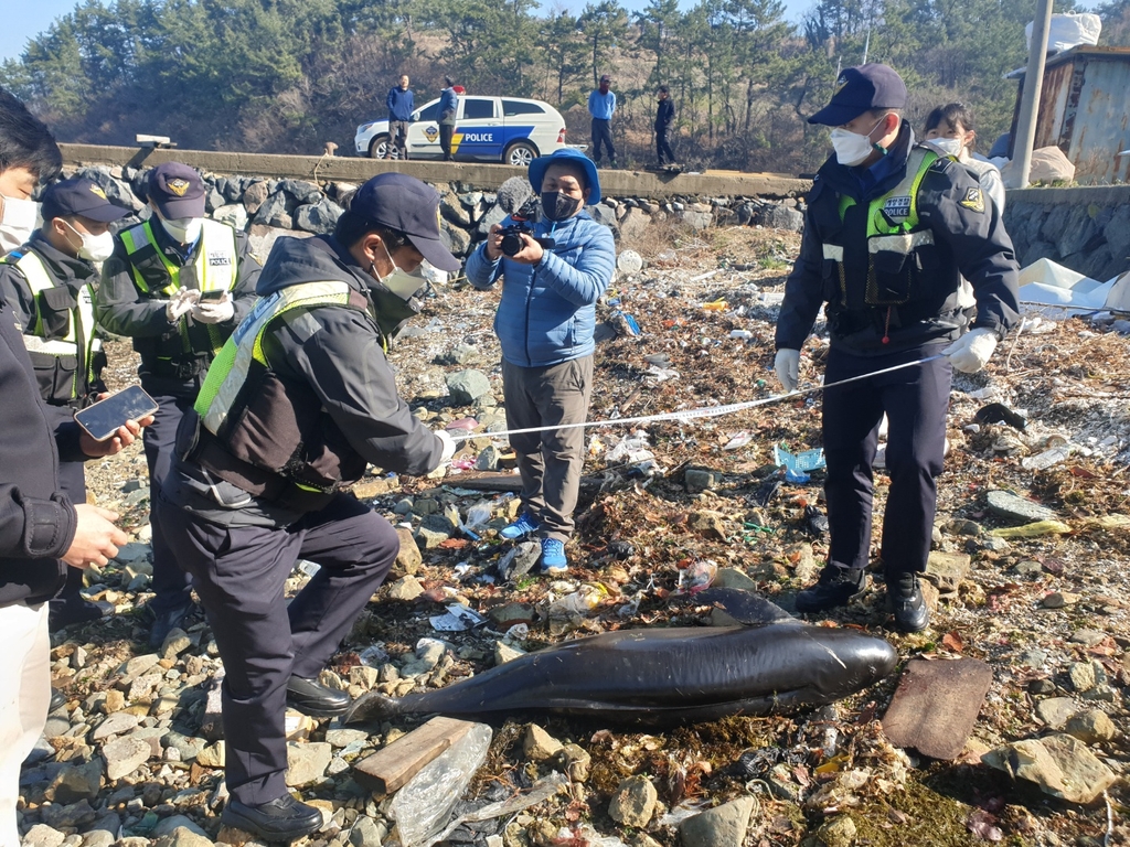 돌산 해안서 발견된 상괭이 사체