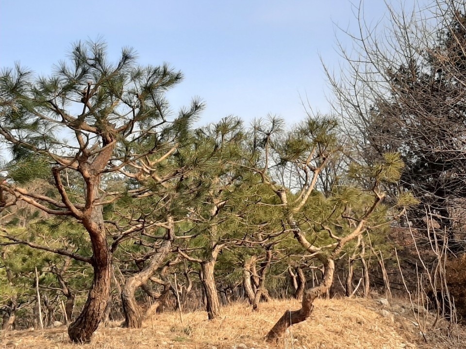 신성식 전 교장이 삼육대에 기증한 소나무