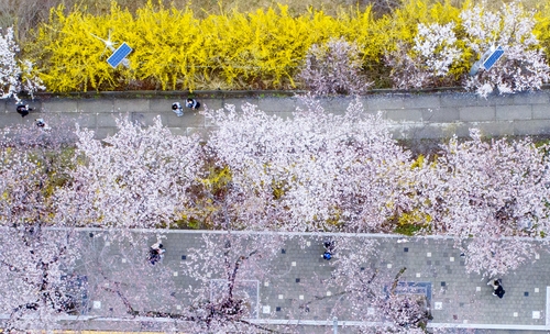 개나리와 벚꽃이 함께(서울) 2021.3.28