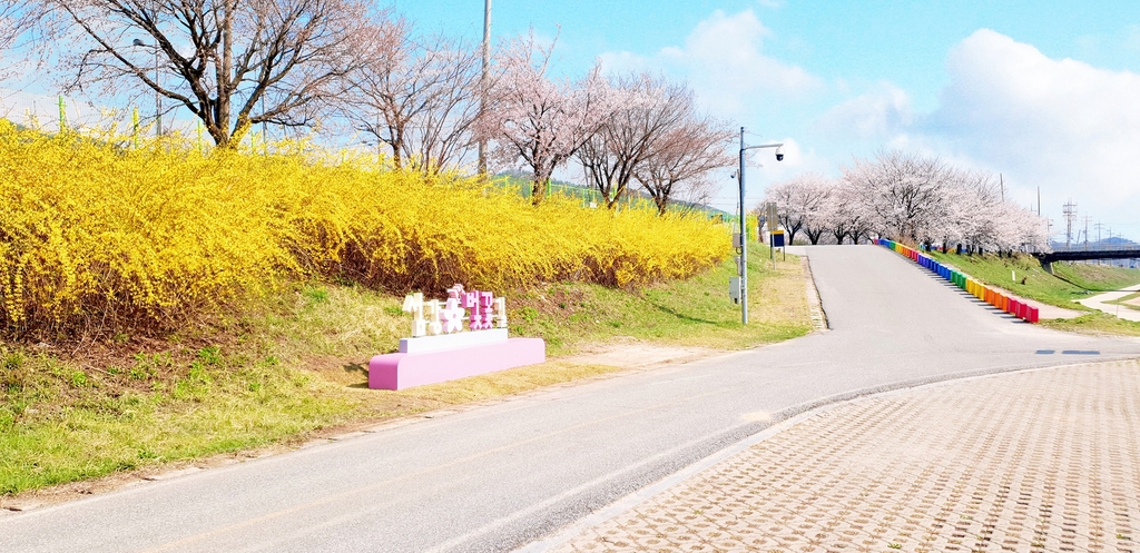 원주 섬강 벚꽃 길 조성