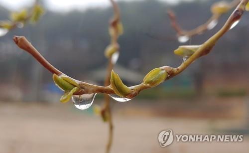 봄비 머금은 강릉 시내 버드나무.[촬영 이해용]