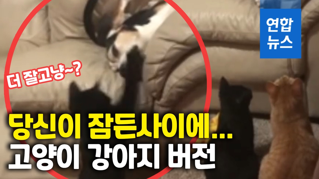 [영상] 낮잠 자는 강아지에게 고양이의 한방…더잘고양? - 2