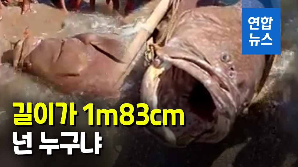 필리핀 어부의 대박…그물 잡아당기는 거대 생명체의 정체는[영상] - 2