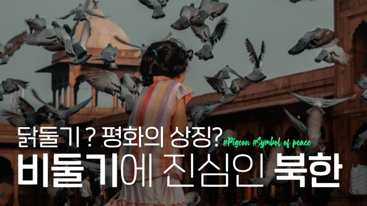 [연통TV] 북한 사람들이 비둘기를 사랑하는 이유 - 4