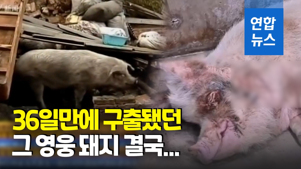 [영상] 기적의 아이콘도 세월 앞엔…36일만에 구출된 '영웅 돼지' 사망 - 2