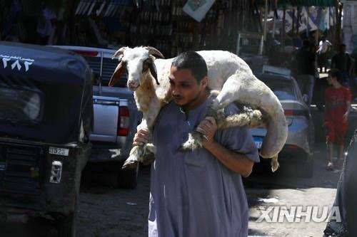 이집트 카이로 시장에서 이슬람 최대 명절 희생제에 쓸 양을 구매한 남성.