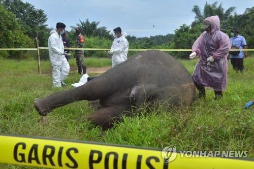 7월 11일 아체주에서 머리 잘린 채 발견된 코끼리