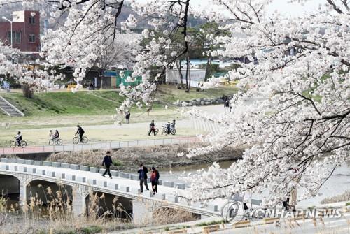 올해 벚꽃 만개한 청주 무심천서 푸드트럭 축제