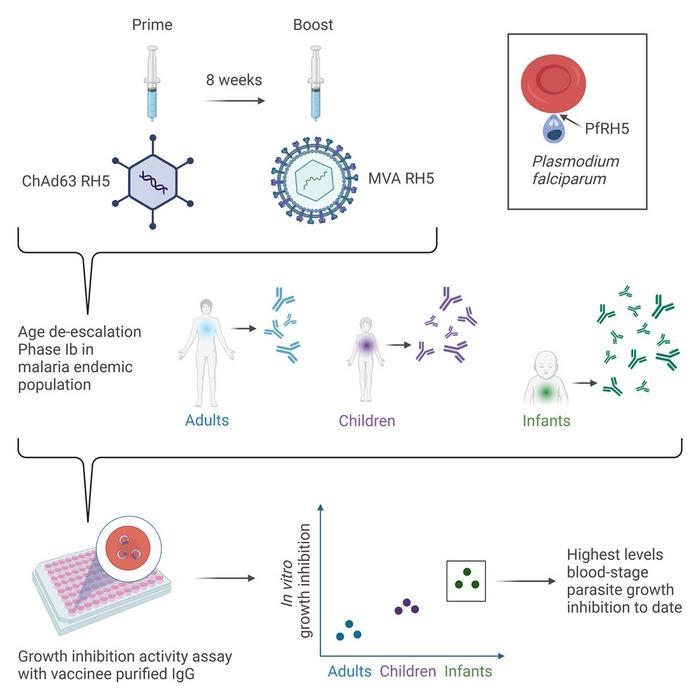 말라리아 백신 'ChAd63-MVA RH5' 임상1b상 시험 과정 및 결과