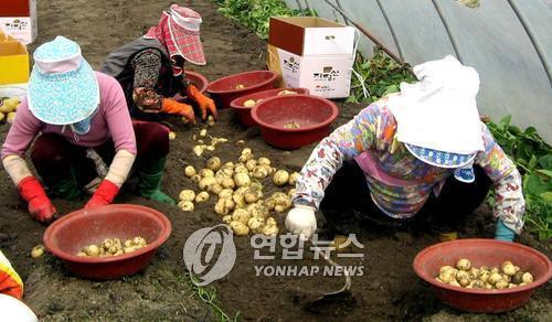 '최대 주산지' 김제 광활 햇감자 맛보세요…4월 20∼21일 축제