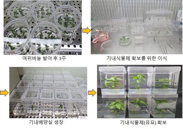 여뀌바늘 기내식물체 확보 과정. [국립낙동강생물자원관 제공. 재판매 및 DB 금지]