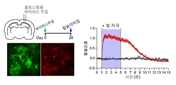 빛 자극을 이용한 별세포의 칼슘 신호 조절 