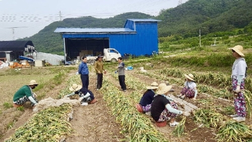 합천군, 부경대 학생 농촌봉사 활동 700여 명 참가 - 1