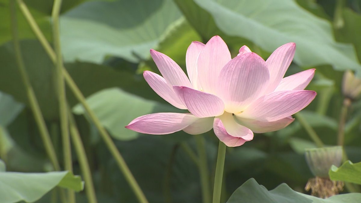 분홍빛 연꽃의 향연…양평 세미원 '연꽃문화제'