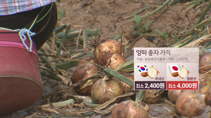 값비싼 일본산 종자…"고품질 국산 품종 절실"