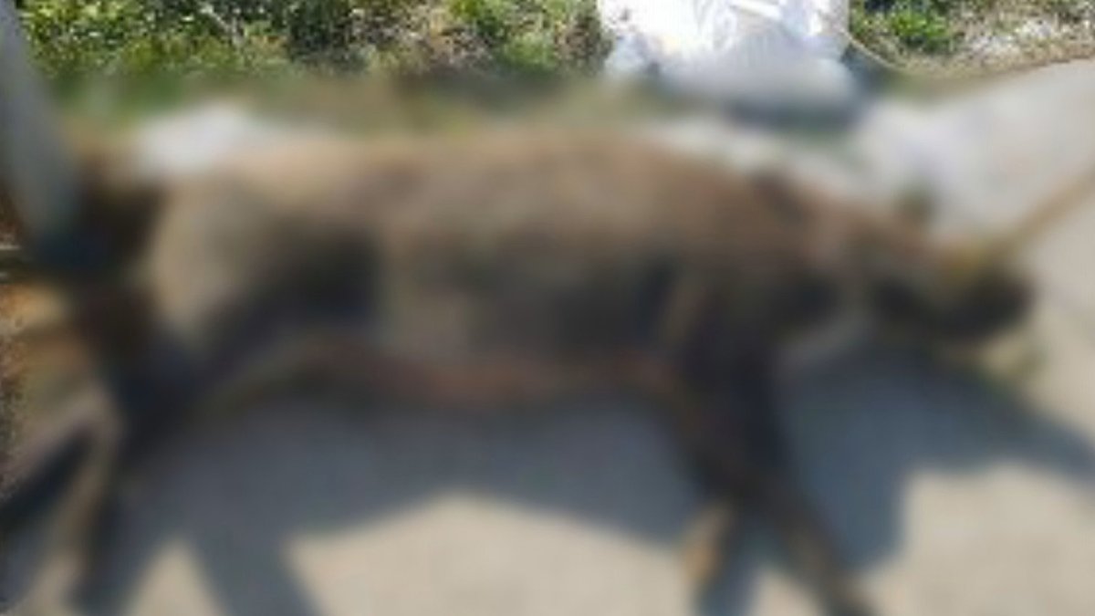 철원·연천 멧돼지 폐사체서 돼지열병 바이러스