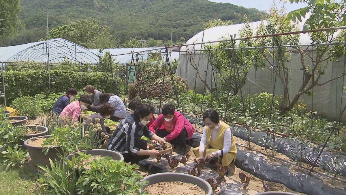 농사 지으면 몸과 마음이 튼튼…"치유농업이 뜬다"