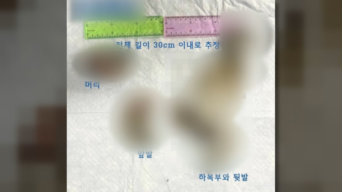 '고양이 학대' 수사망 좁혔지만…한달째 난항
