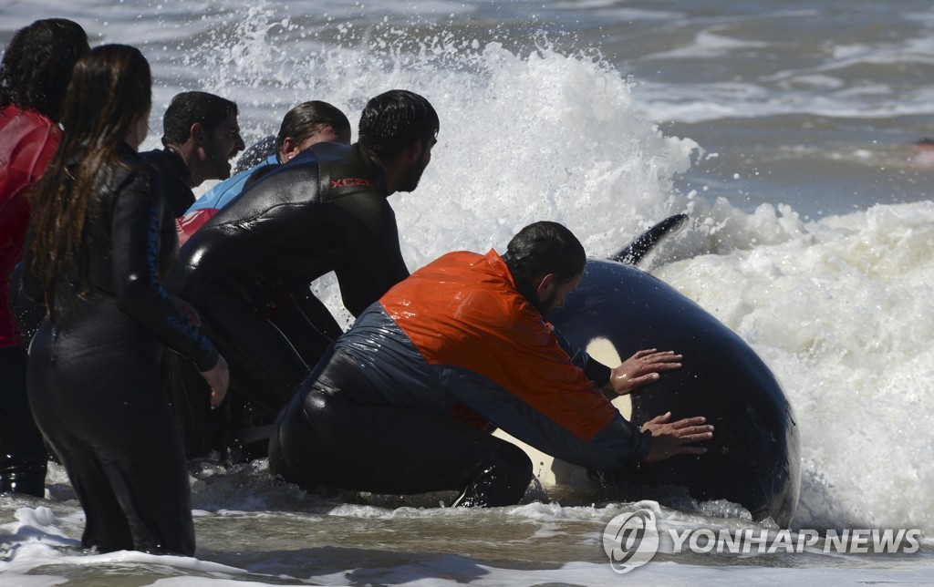 Argentina Beached Whales