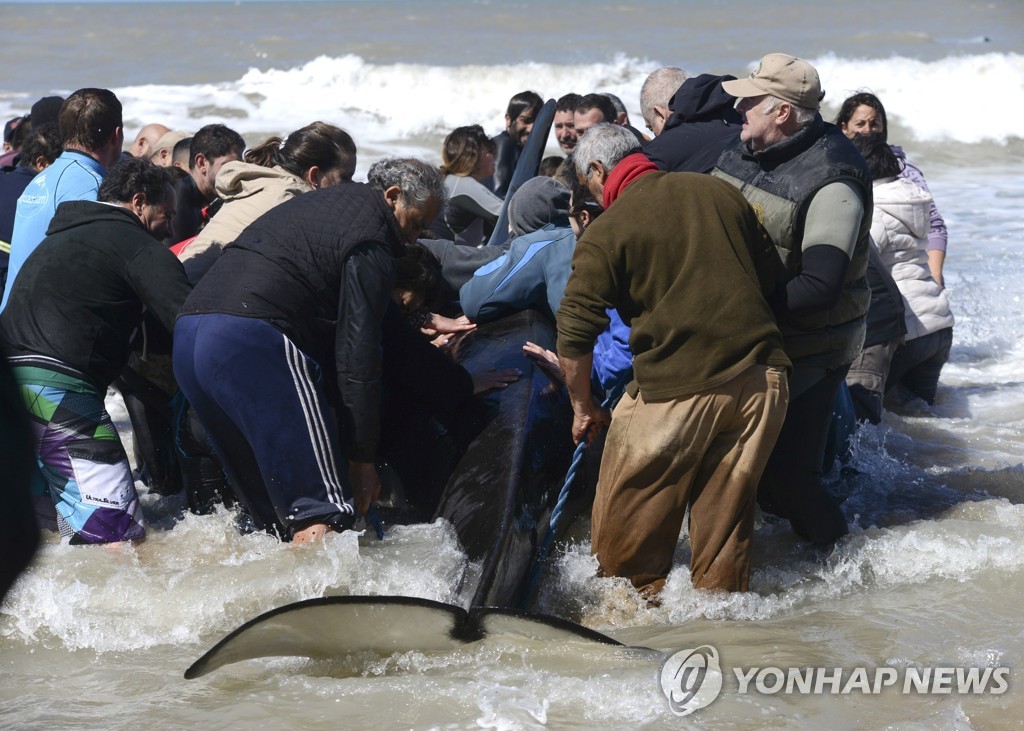 Argentina Beached Whales