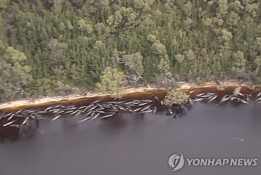 Australia Stranded Whales