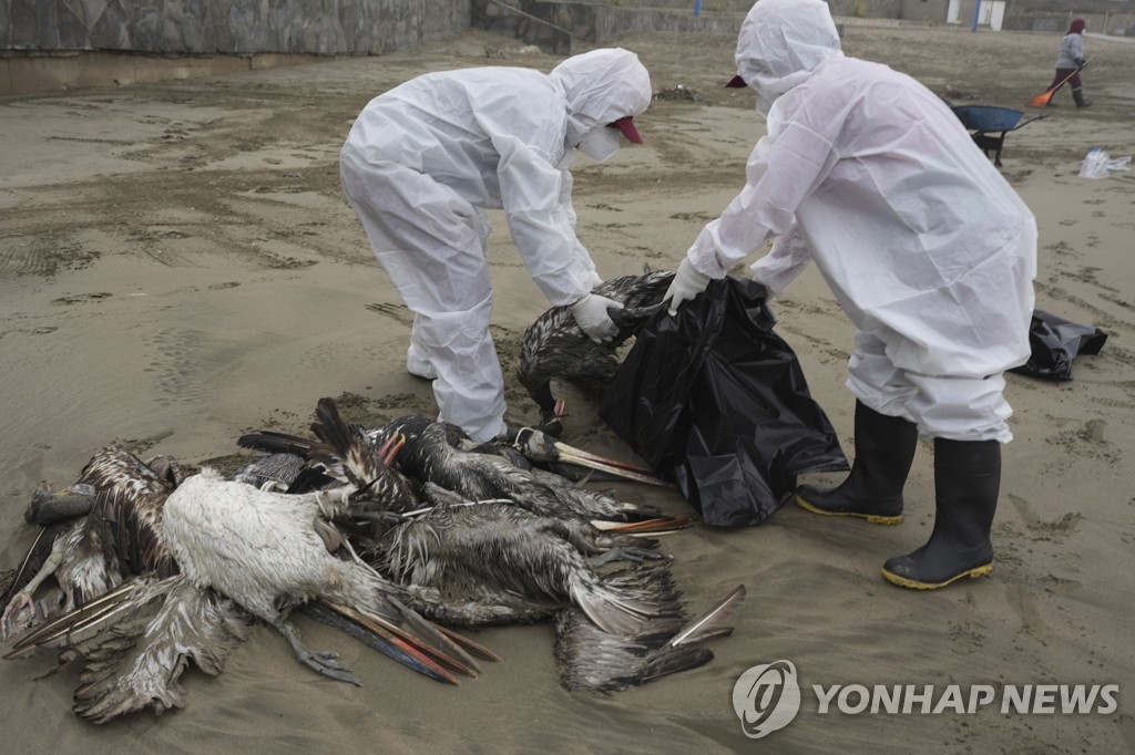 Peru Bird Flu