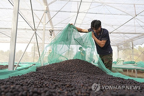 '기후플레이션' 온다…커피·카카오·올리브유 국제가격 급등
