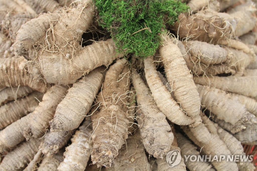 횡성 더덕