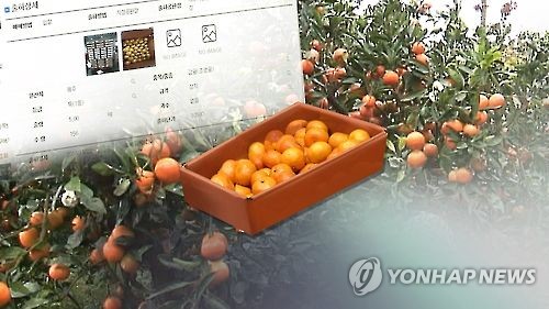 제주감귤 산지 전자경매…비용 절감, 신선도 ↑(CG)