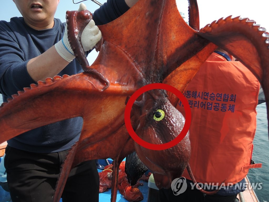 동해안 대문어