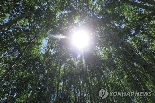 인제군 숲길